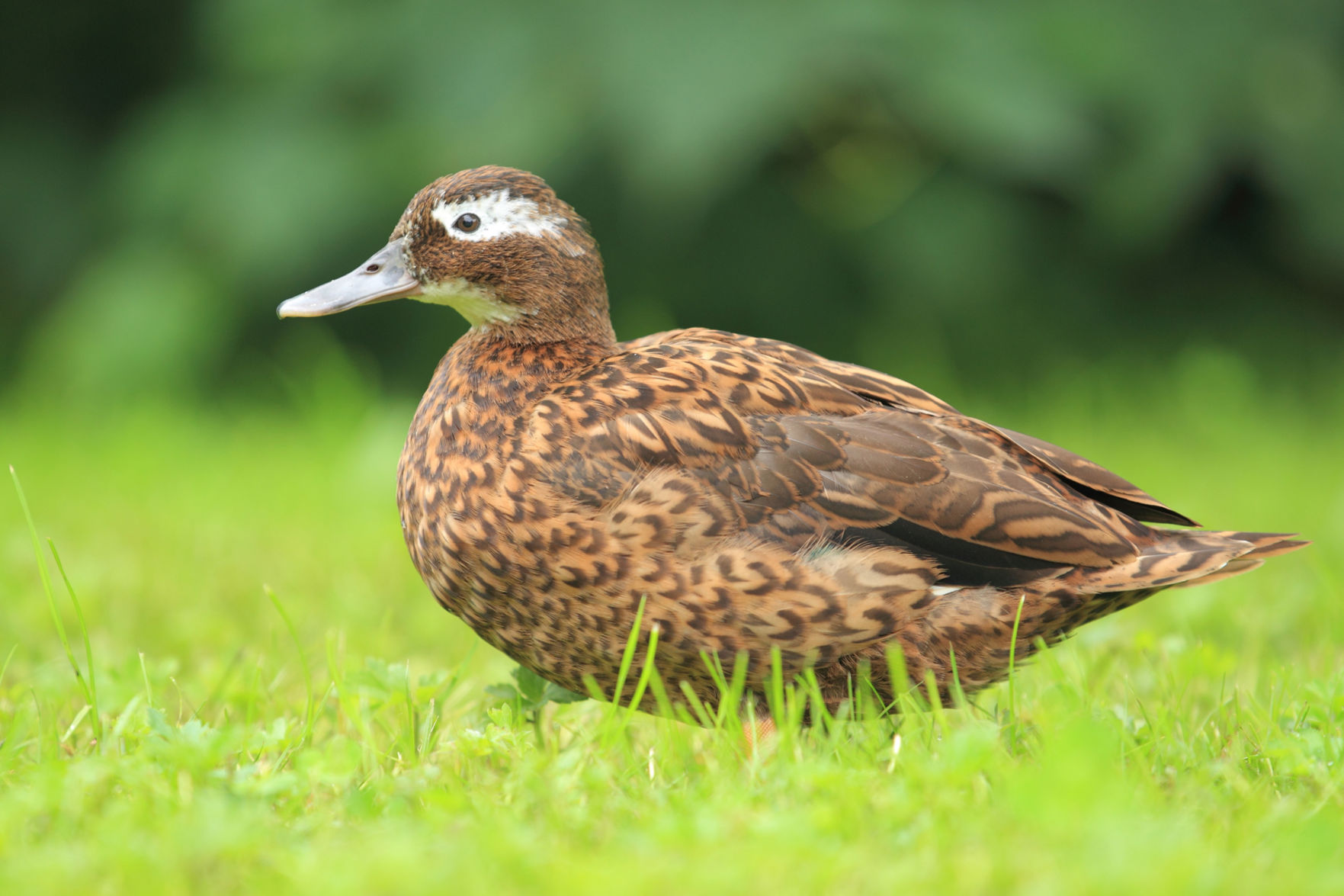 Laysan duck